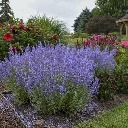 Perovskia atriplicifolia ‘Denim ‘N Lace’  - Denim 'N Lace Russian Sage - Shipped