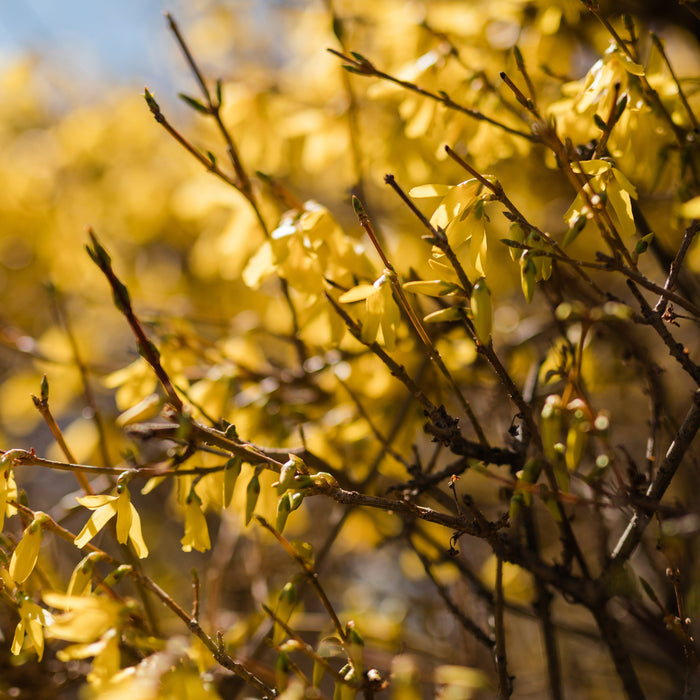 Forsythia x 'Meadowlark'  - Meadowlark Forsythia - Shipped