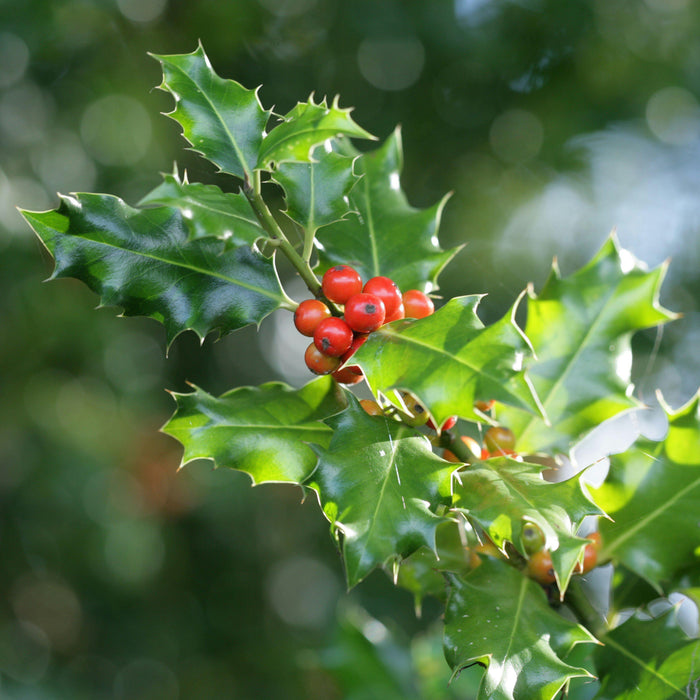 Ilex x meserveae 'China Girl'