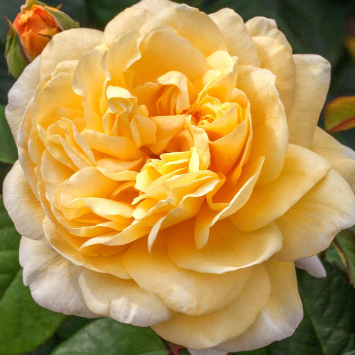 Rosa 'Meikaquinz'  - Moonlight Romantica® Rose - Shipped