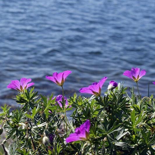New Hampshire Purple Geranium - Shipped