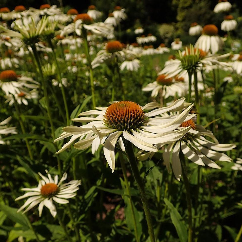 White Swan Echinacea, Coneflower - Shipped