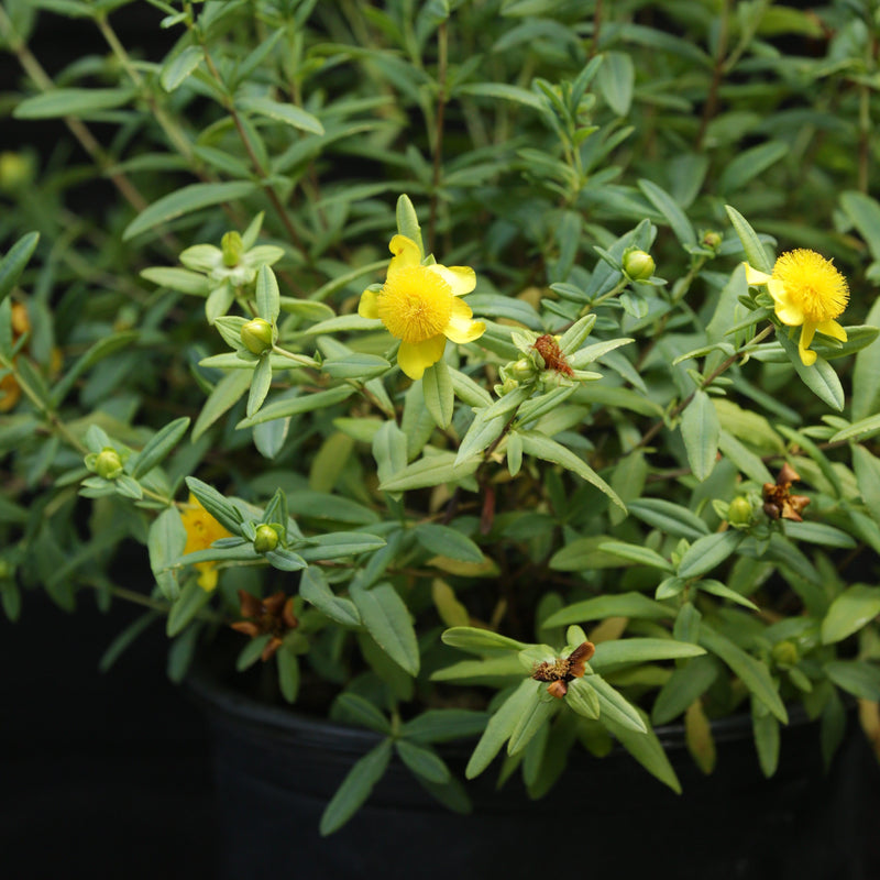 Sunburst St. John's Wort - Shipped