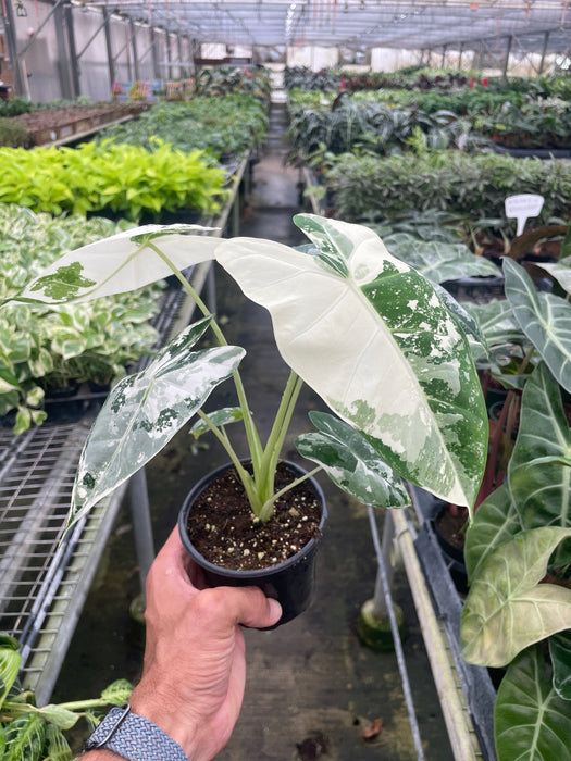 Alocasia Micholitziana 'Frydek' Variegated - 4" Pot