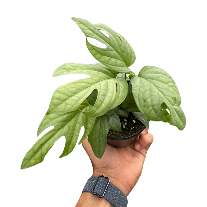 spiderman monstera Amydrium 'Silver'