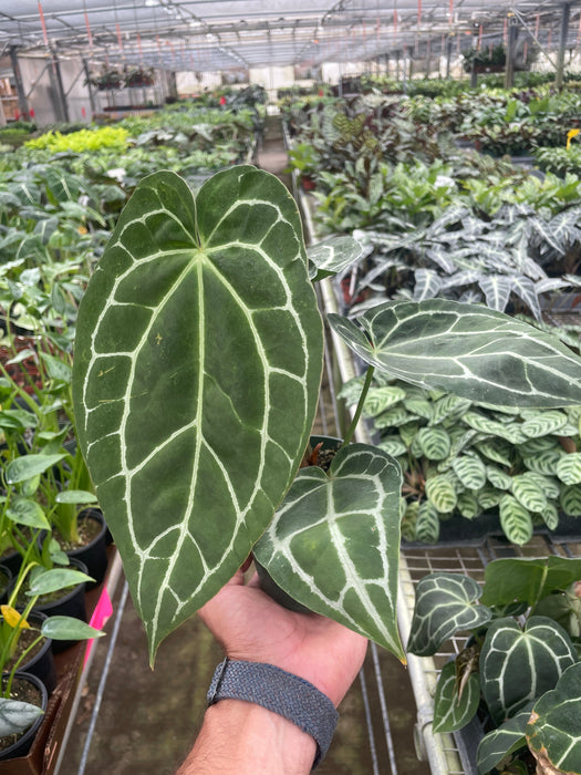 anthurium crystallinum & 39 Anthurium Crystallinum — The Gardeners' Choice
