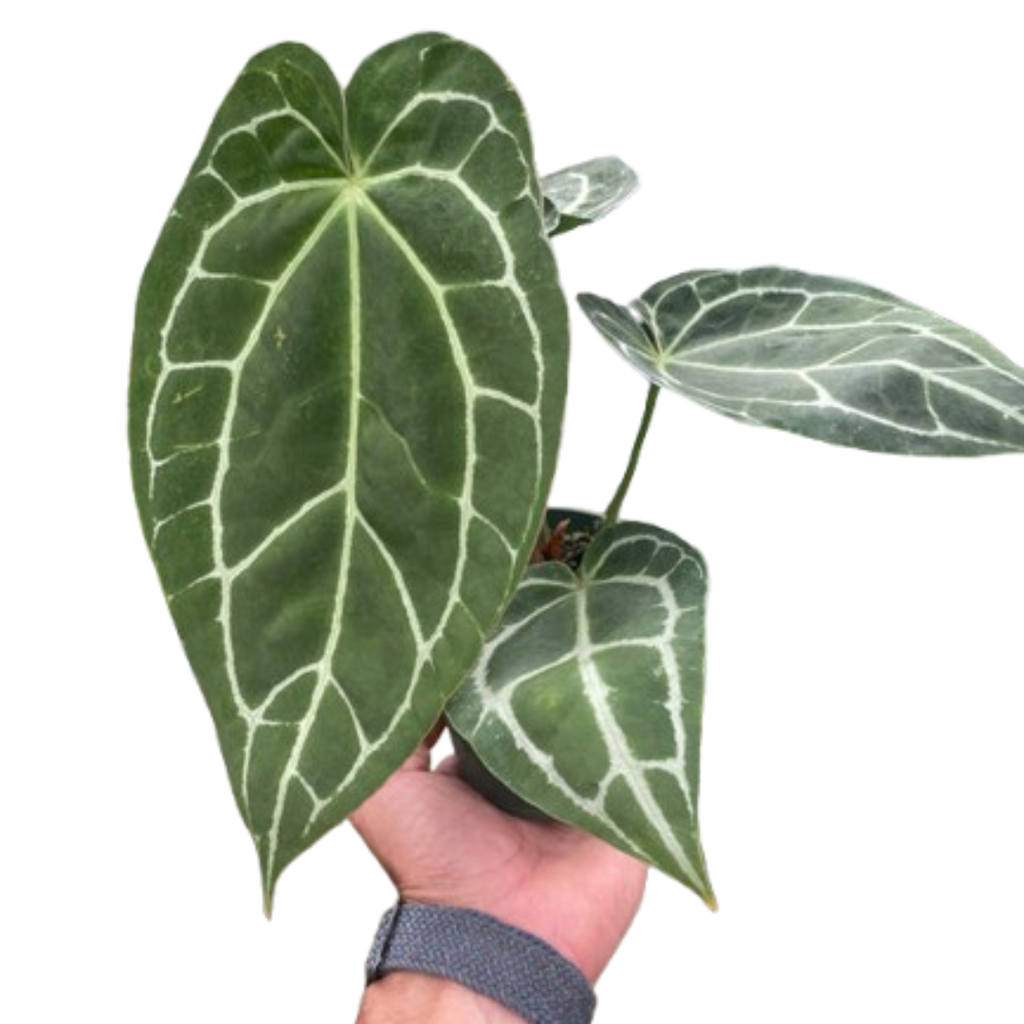 4_ANTHURIUM_CRYSTALLINUM_TEMP_