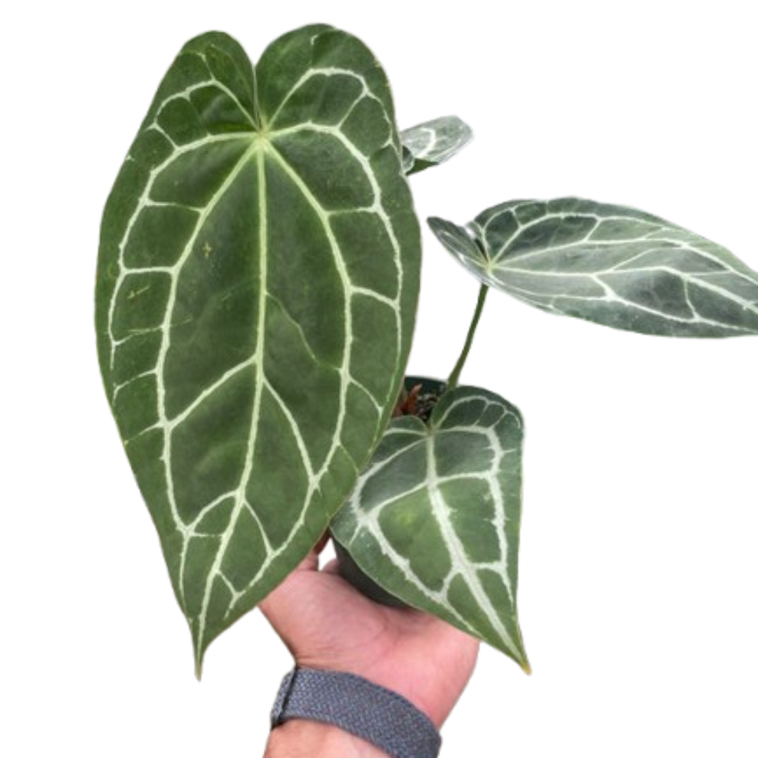 anthurium crystallinum adalah Anthurium Crystallinum