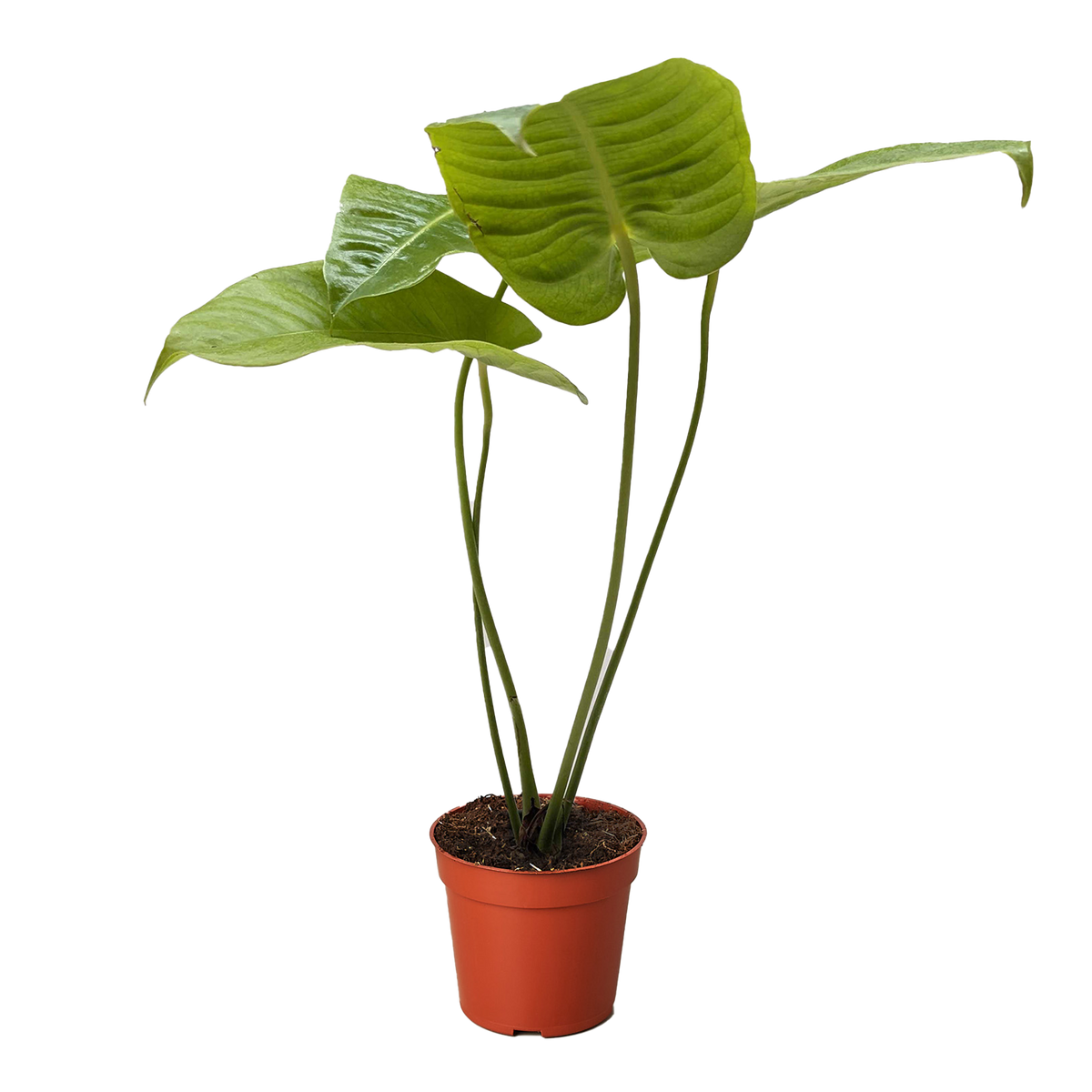anthurium dortmund brackel Anthurium Dorayaki Special Form (Bowl Shape) main image 0