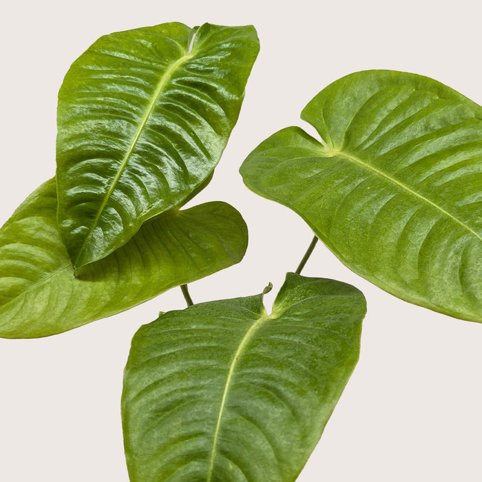 anthurium veitchii type Anthurium 'Veitchii'
