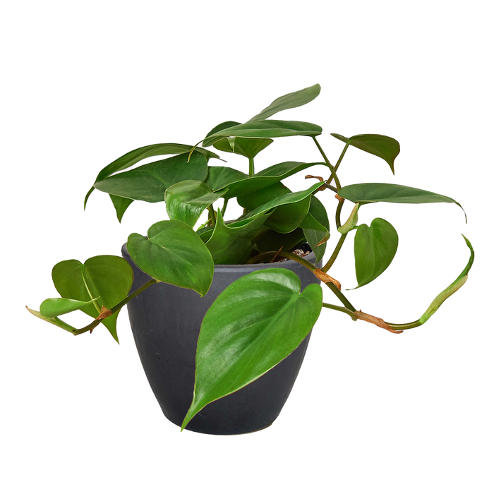 philodendron cordatum outdoors Philodendron Cordatum 'Heartleaf' 4" Pot / Nursery Pot