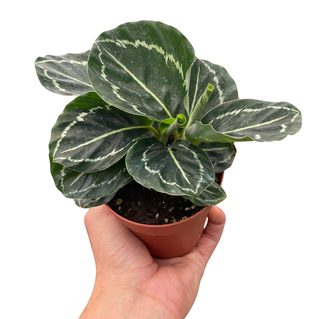 green goddess succulent Calathea Roseopicta 'Green Goddess 4"