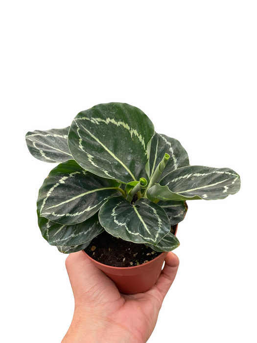 Calathea 'Green Goddess'