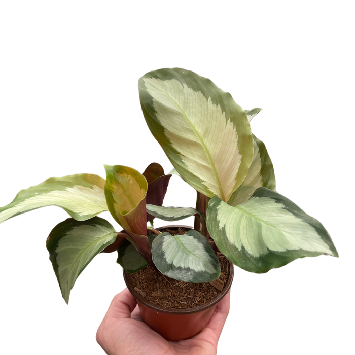 Calathea 'Picturata'