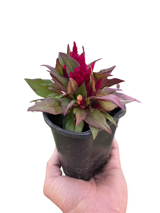 Celosia