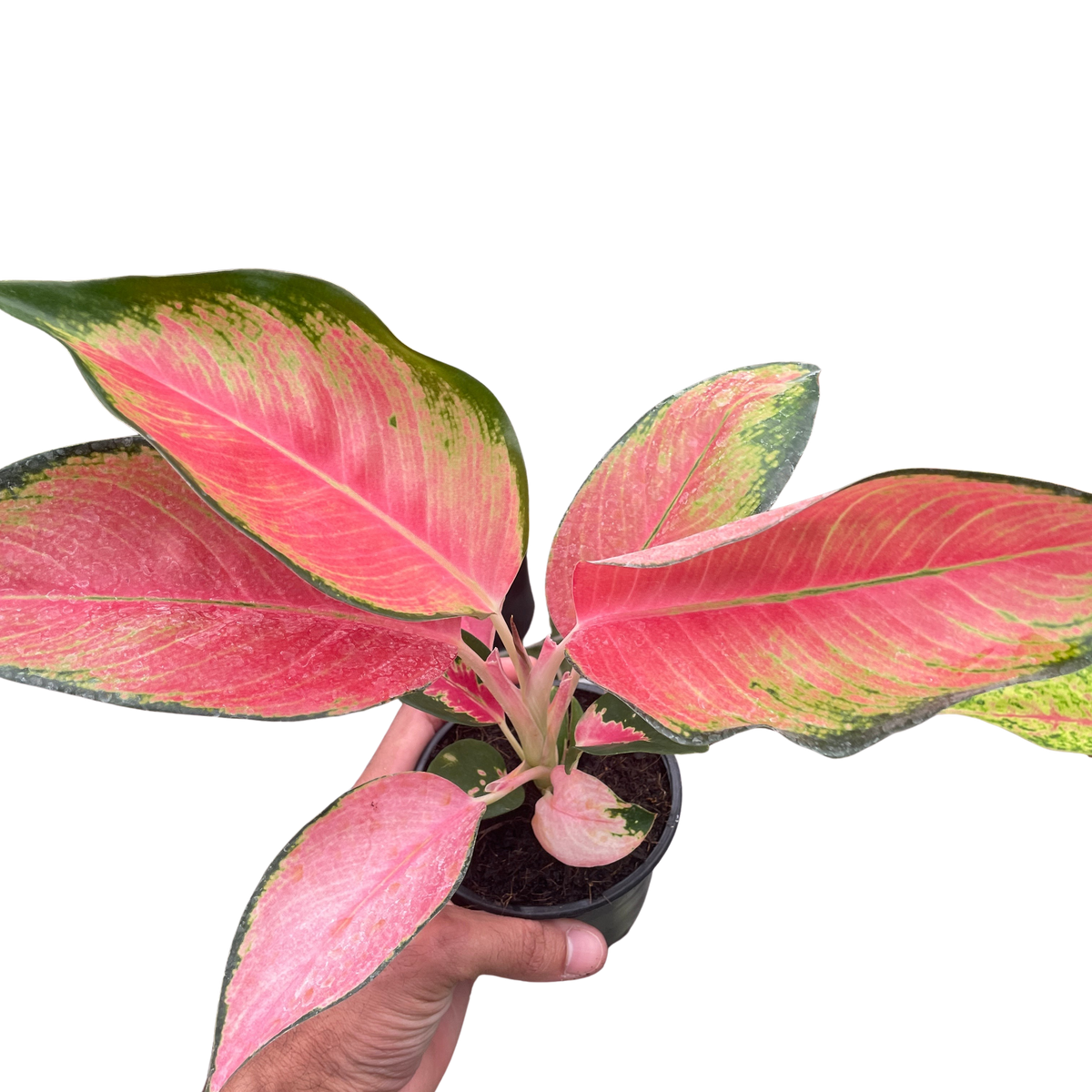aglaonema chinese evergreen hot pink Chinese Evergreen 'Pink Pearl' — The Gardeners' Choice