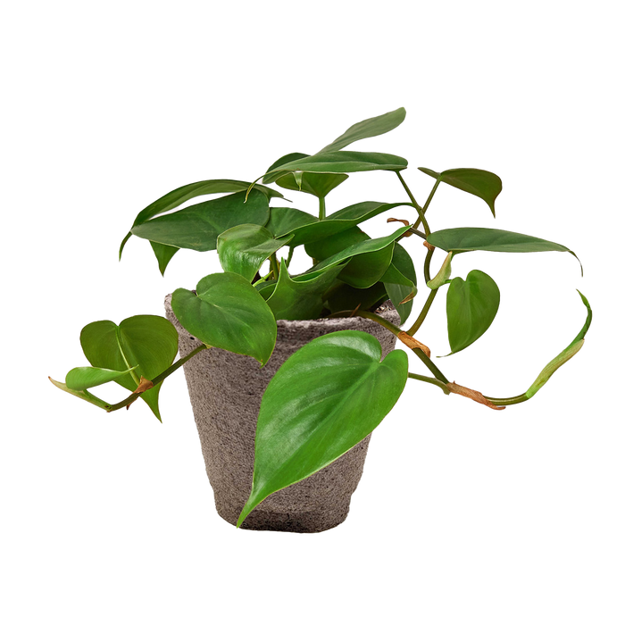 heartleaf philodendron buy Philodendron Cordatum 'Heartleaf' 4" Pot / Nursery Pot