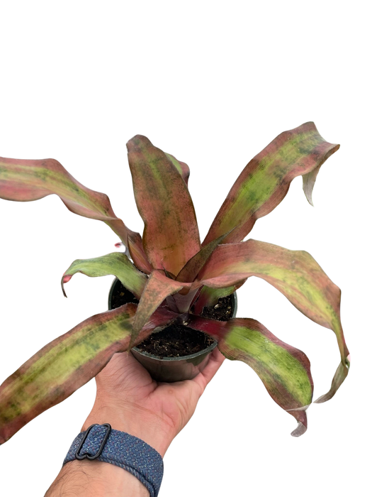 Cryptanthus 'Calypso'