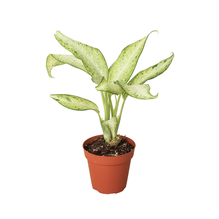 dieffenbachia plant botanical name Dieffenbachia 'Camouflage'