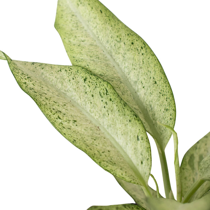 dieffenbachia camouflage name Dieffenbachia Camouflage