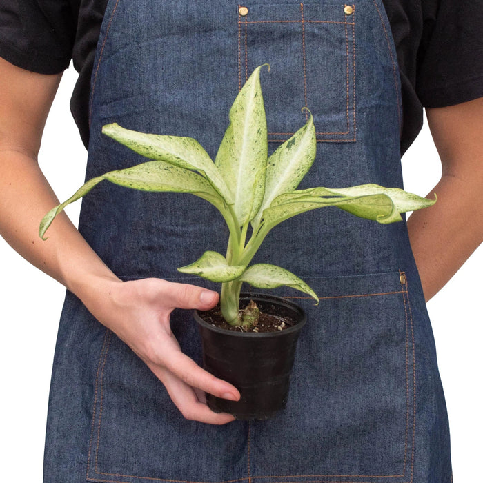 Dieffenbachia 'Camouflage'