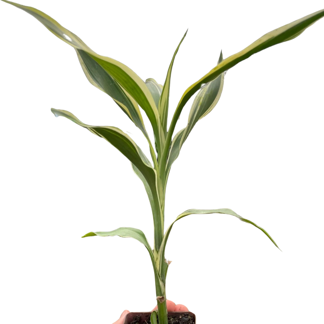 dracaena sanderiana planta Dracaena 'Sanderiana' — The Gardeners' Choice