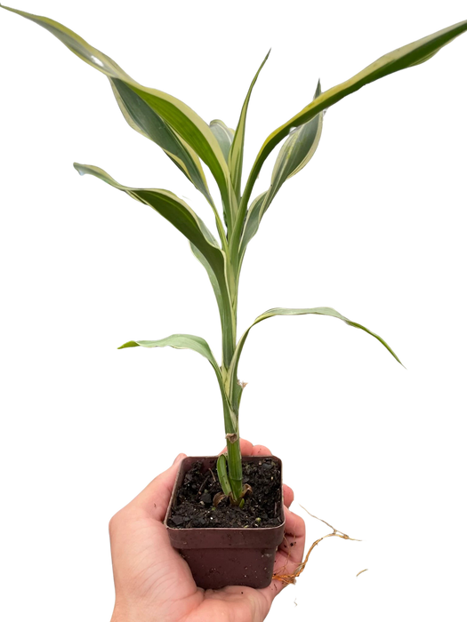 dracaena sanderiana for sale Dracaena 'Sanderiana' — The Gardeners' Choice