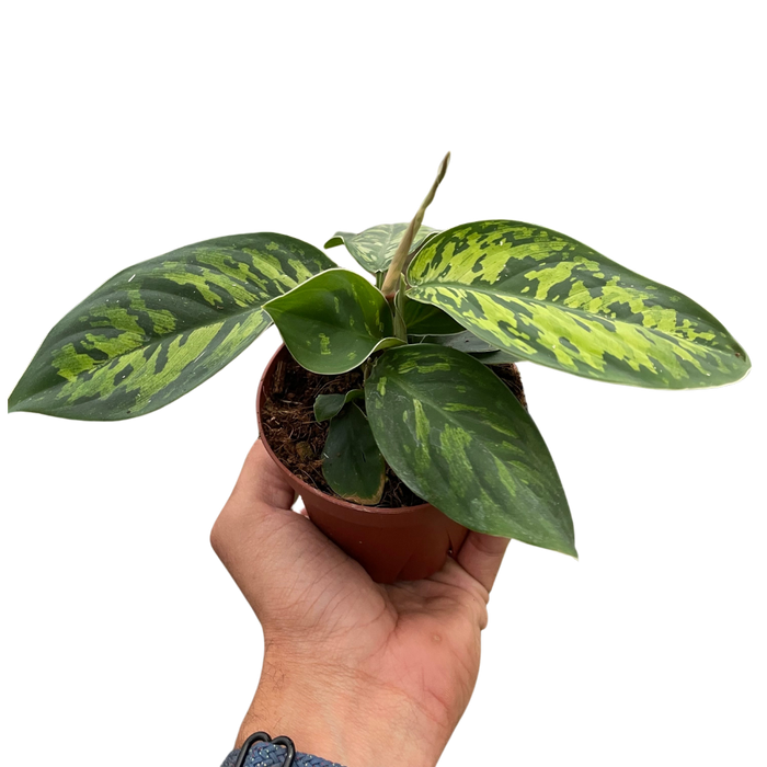 Homalomena 'Camouflage'