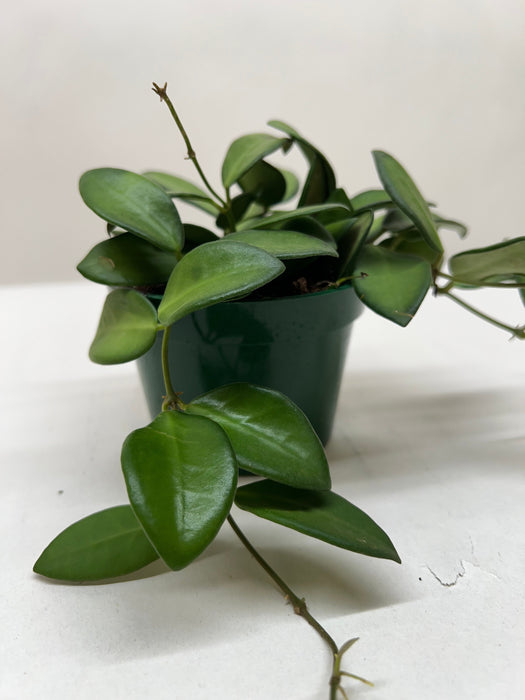 green jade wax plant - hoya Hoya 'Burtoniae' — The Gardeners' Choice