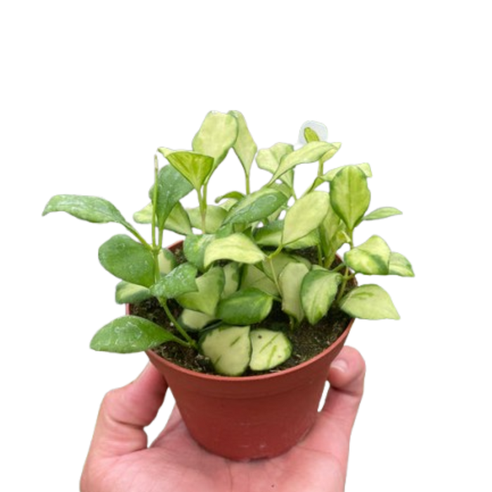 Hoya Heuschkeliana Variegated