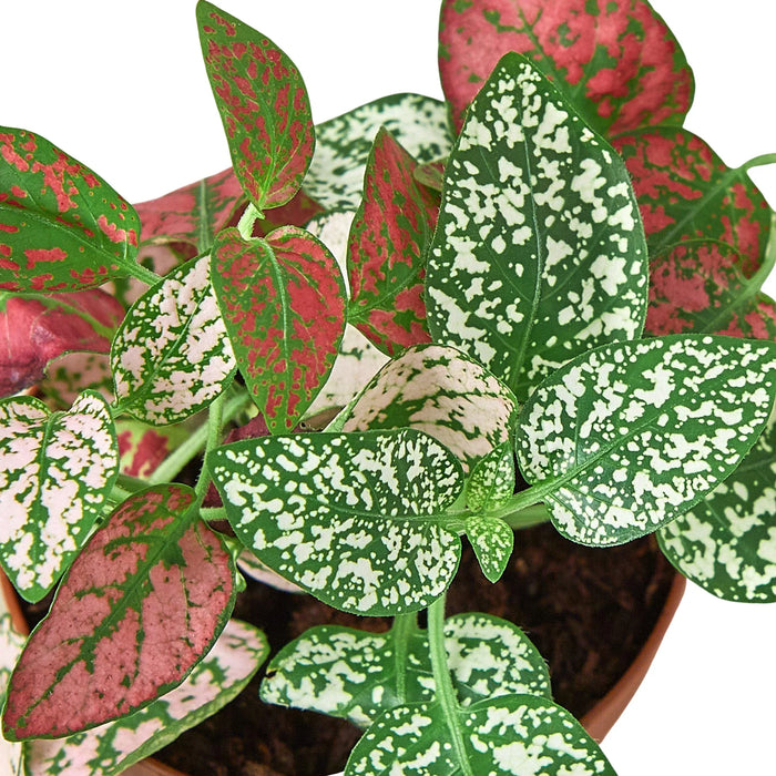 Hypoestes 'Polka Dot'