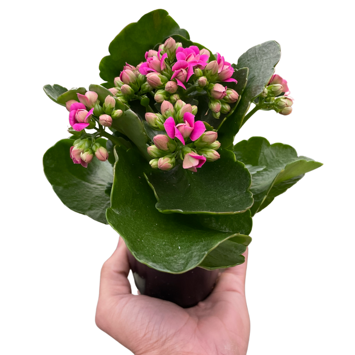 Kalanchoe