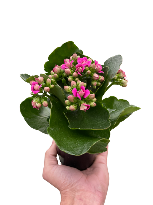 Kalanchoe