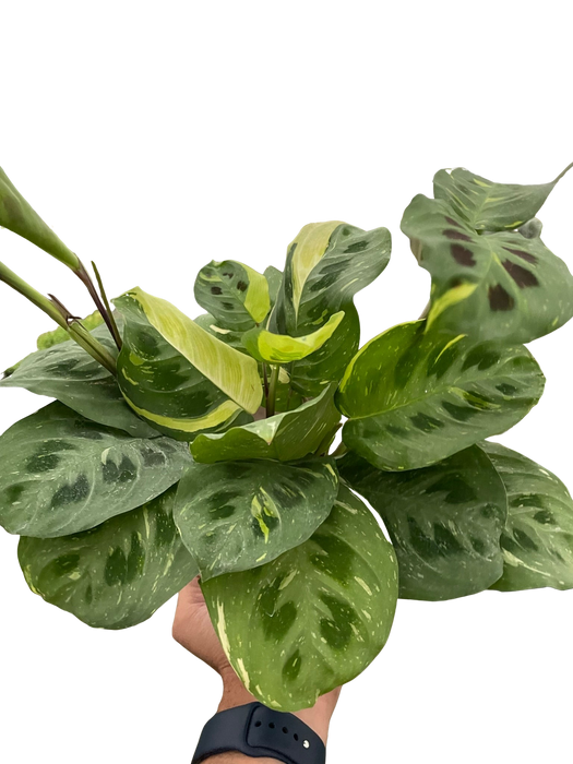 Maranta Variegated 'Beauty Kim'