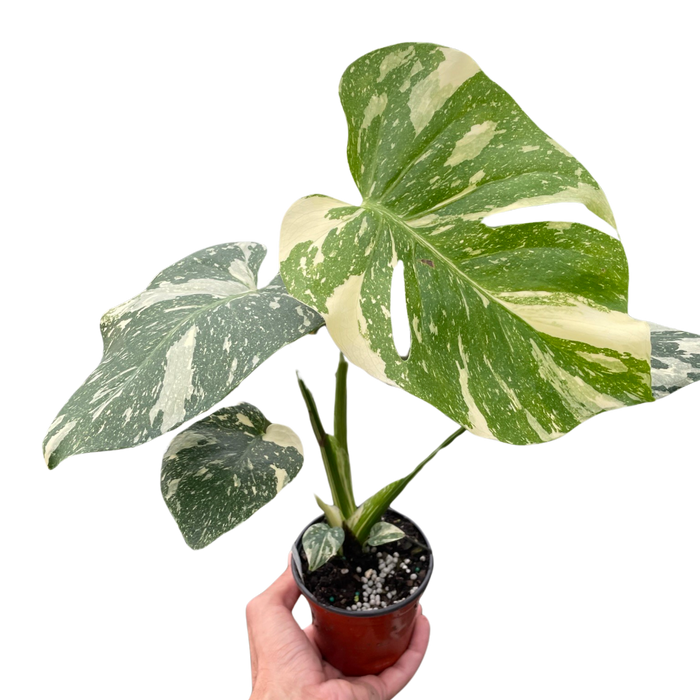 Monstera 'Thai Constellation'