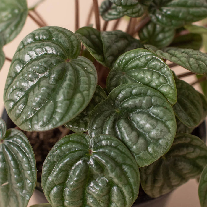 Peperomia 'Burbella'