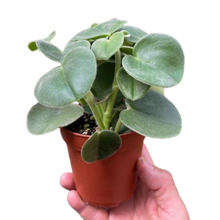 Peperomia 'Felted'