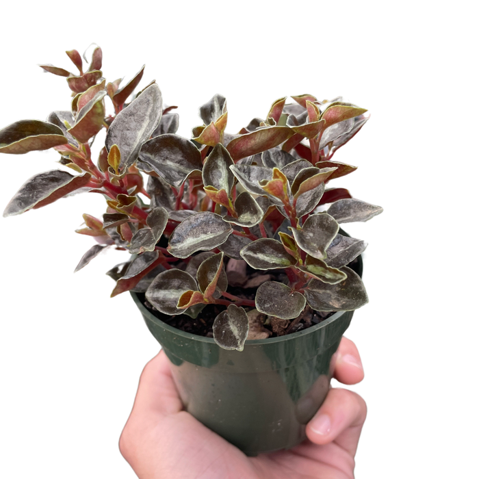 peperomia succulent plant Peperomia 'Metallica' — The Gardeners' Choice