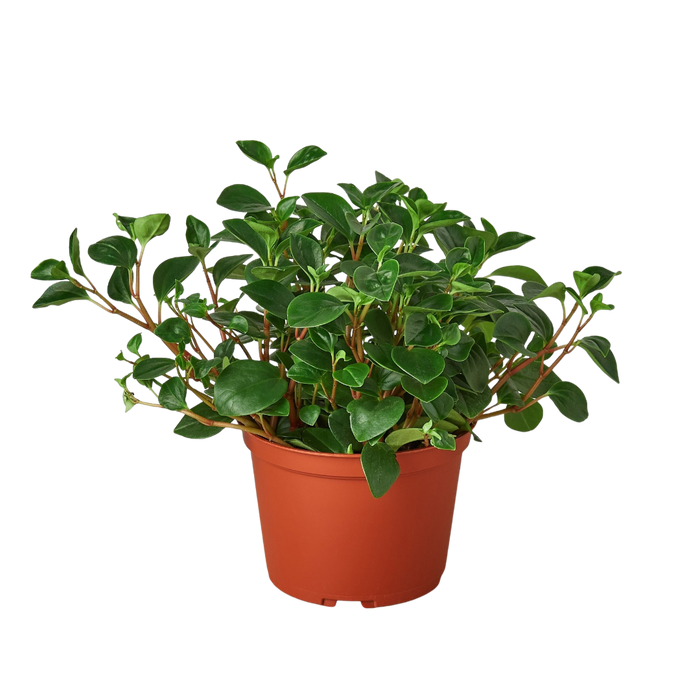 Peperomia 'Glabella'