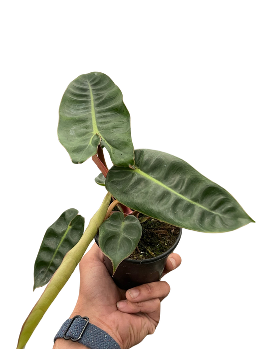 Philodendron 'Billietiae'