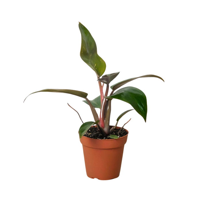 Philodendron 'Birkin Pink'