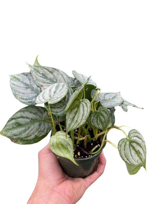 Philodendron 'Brandi'