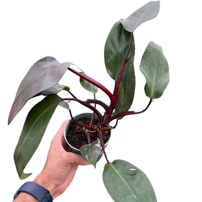 Philodendron 'Burgundy Princess' (Reverted Pink Princess) - B-Grade