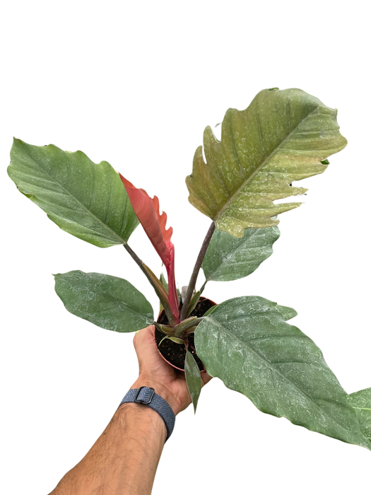 Philodendron Choco Empress