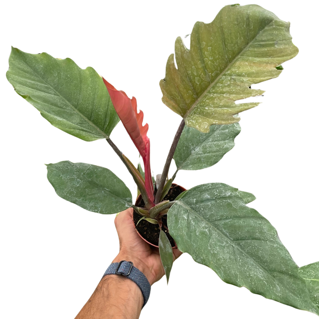 choco empress philodendron price Philodendron Choco Empress — The Gardeners' Choice