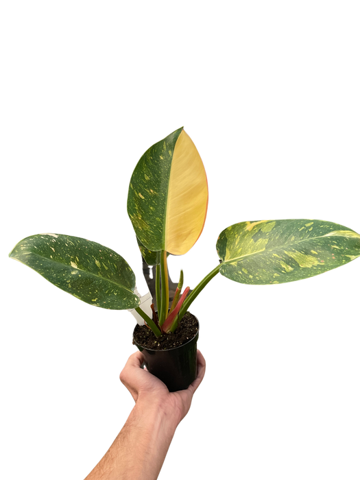 Philodendron 'Congo Green Variegated'