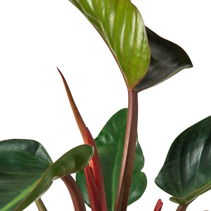 congo rojo philodendron groundcover The Snobby Leaf | Philodendron 'Congo Rojo' - 4 inch Pot
