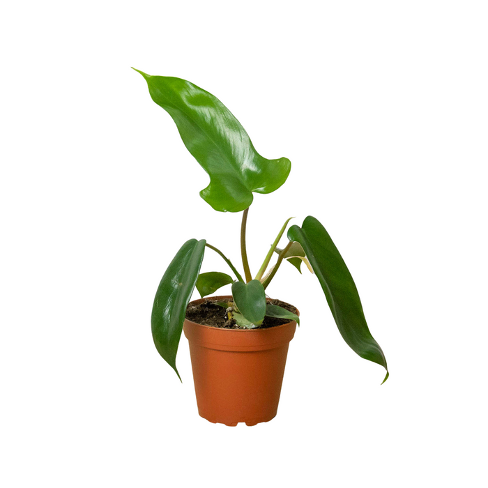 philodendron & 39 Philodendron 'Florida Green'