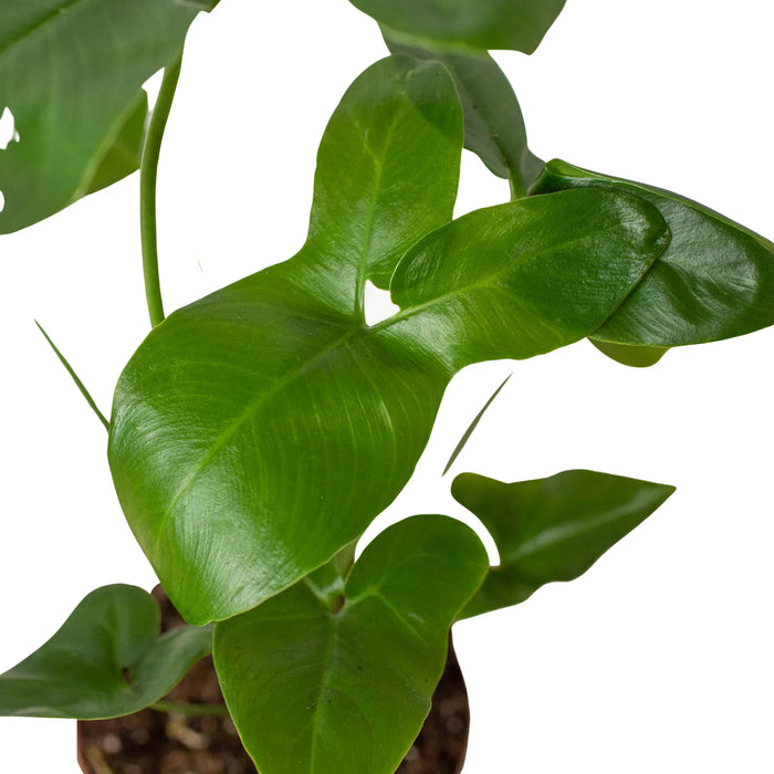 philodendron goeldii price Philodendron 'Goeldii' — The Gardeners' Choice