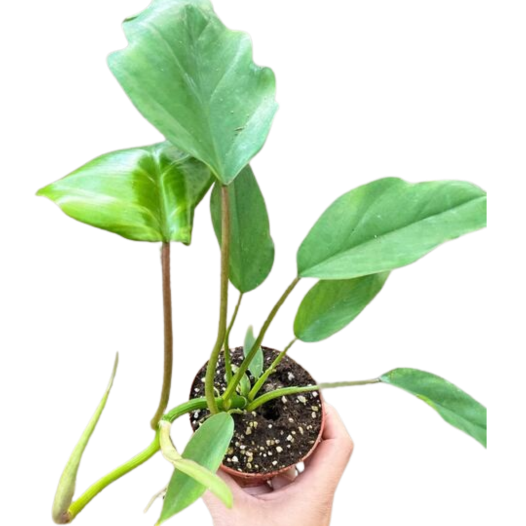 buy philodendron mayoi Philodendron Mayoi — The Gardeners' Choice